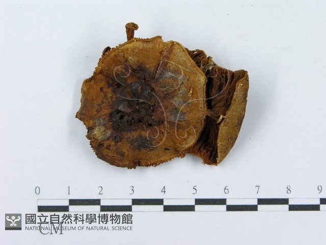 登錄號:F0003293藏品圖，第3張