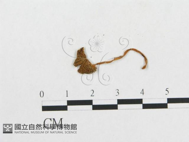登錄號:F0013293藏品圖，第3張