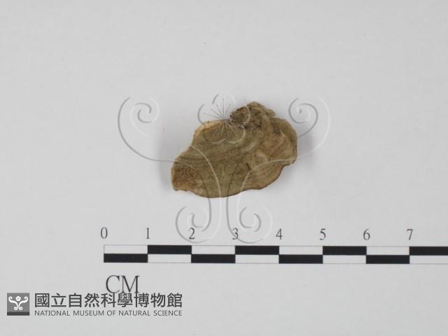 韌革菌屬藏品圖，第3張