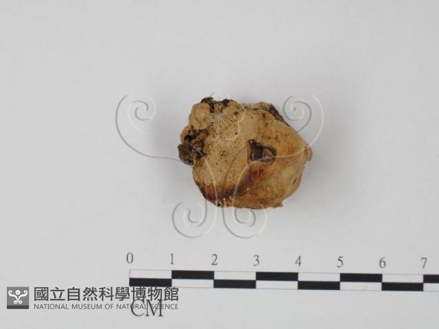 偏腫栓菌藏品圖，第3張
