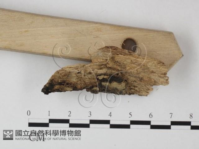 登錄號:F0000893藏品圖，第3張