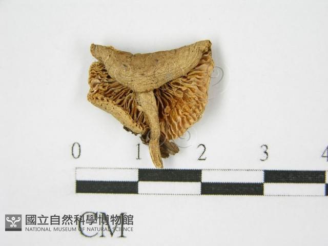 登錄號:F0010893藏品圖，第3張