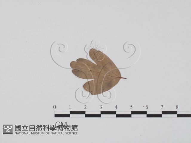 登錄號:F0011893藏品圖，第3張