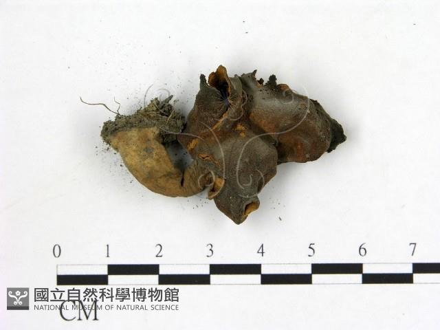 登錄號:F0012893藏品圖，第3張