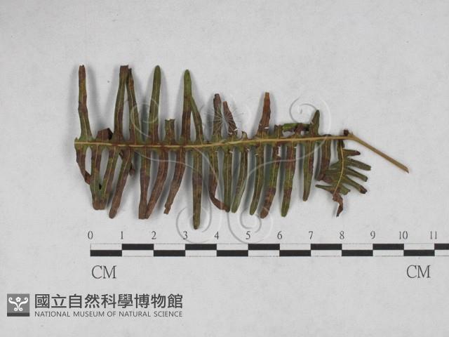 登錄號:F0027893藏品圖，第1張