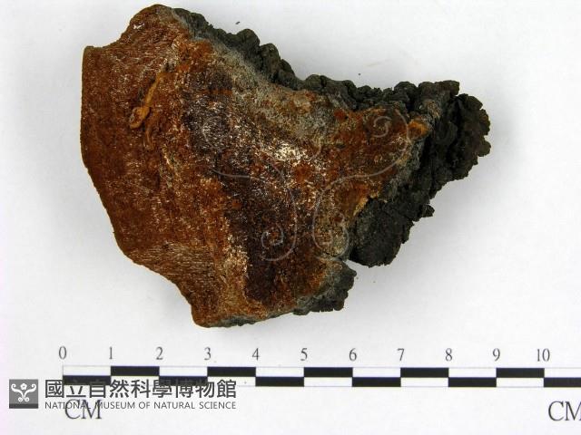 登錄號:F0005893藏品圖，第3張