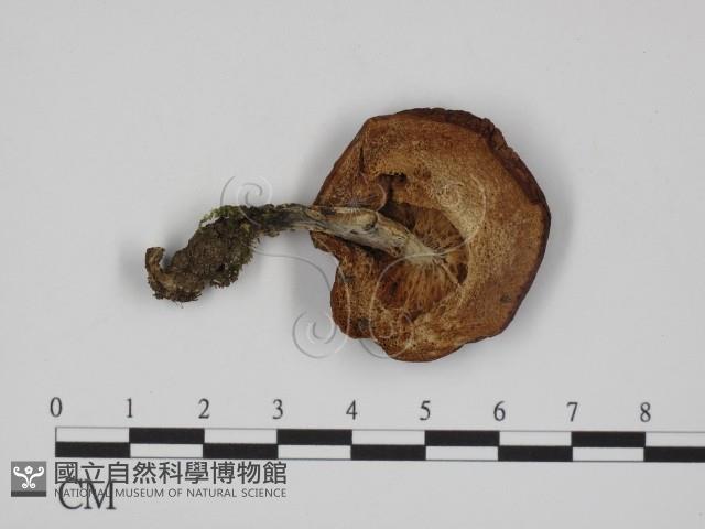 登錄號:F0015893藏品圖，第3張