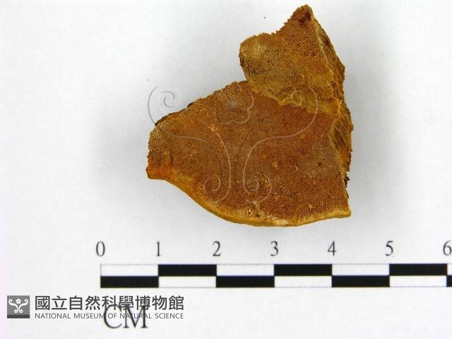登錄號:F0019893藏品圖，第3張