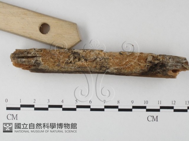 射脈菌屬藏品圖，第3張