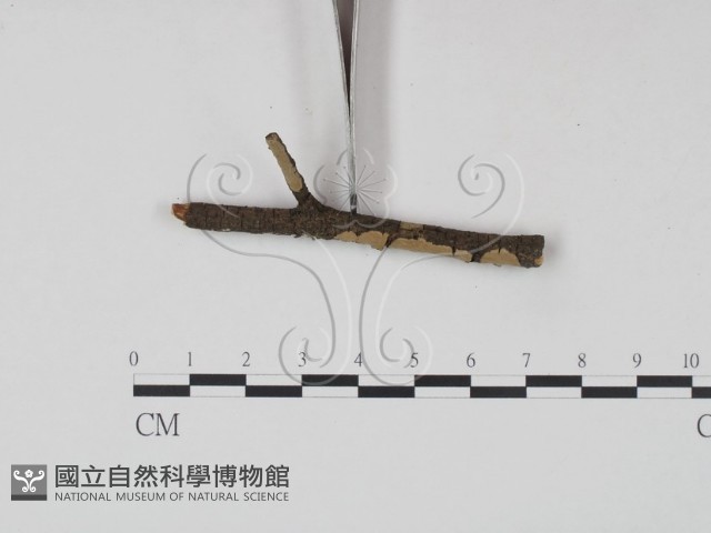 登錄號:F0003893藏品圖，第3張