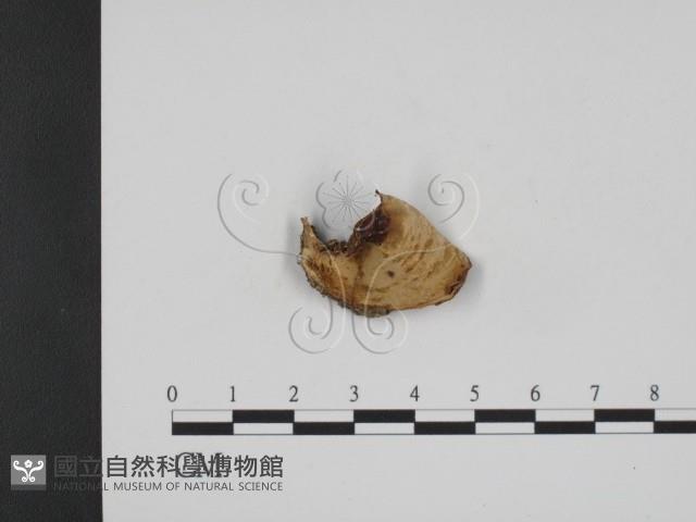 登錄號:F0008993藏品圖，第3張