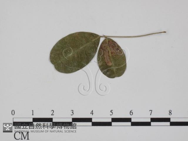登錄號:F0018993藏品圖，第3張