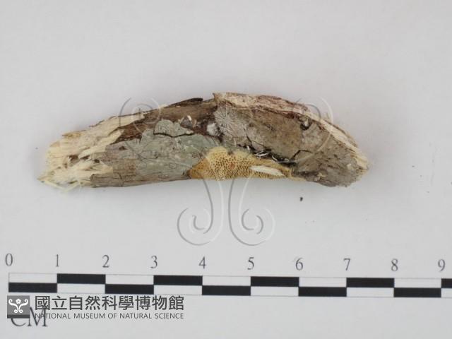 登錄號:F0020993藏品圖，第3張