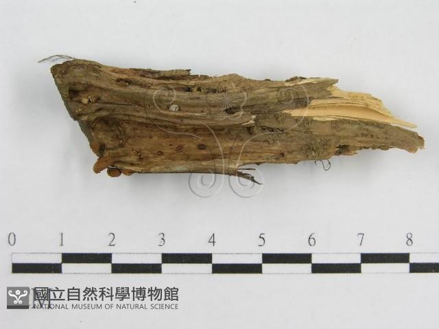 微皮傘屬藏品圖，第3張