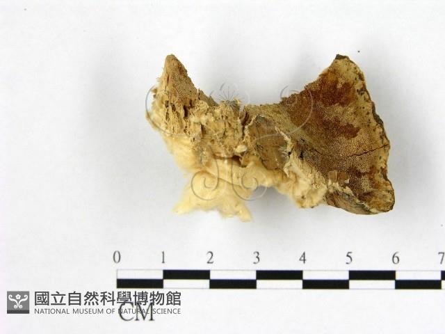 登錄號:F0006993藏品圖，第3張