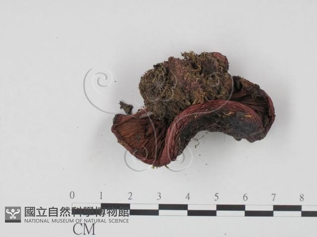 登錄號:F0021993藏品圖，第3張