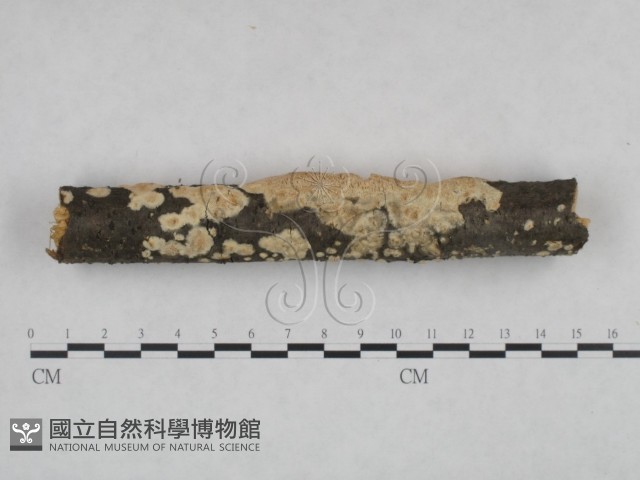 登錄號:F0024993藏品圖，第3張