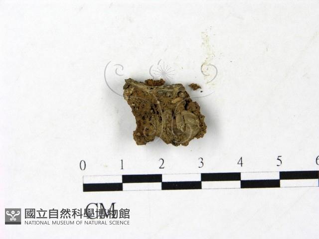 登錄號:F0022993藏品圖，第3張