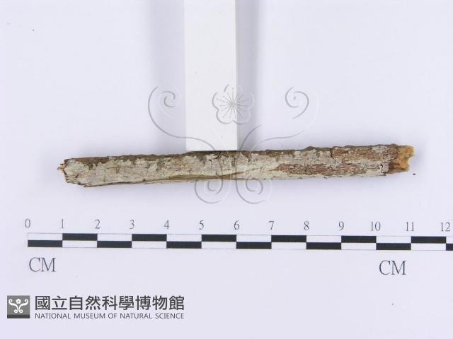 登錄號:F0002993藏品圖，第3張