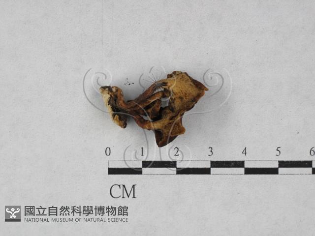 側耳屬藏品圖，第3張