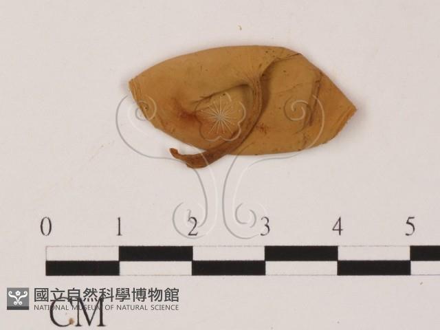 登錄號:F0007993藏品圖，第3張