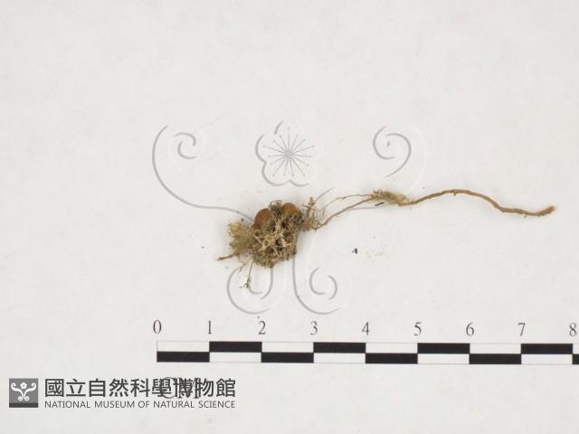 登錄號:F0025993藏品圖，第3張