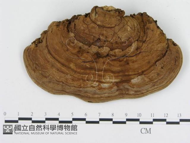 登錄號:F0009993藏品圖，第1張