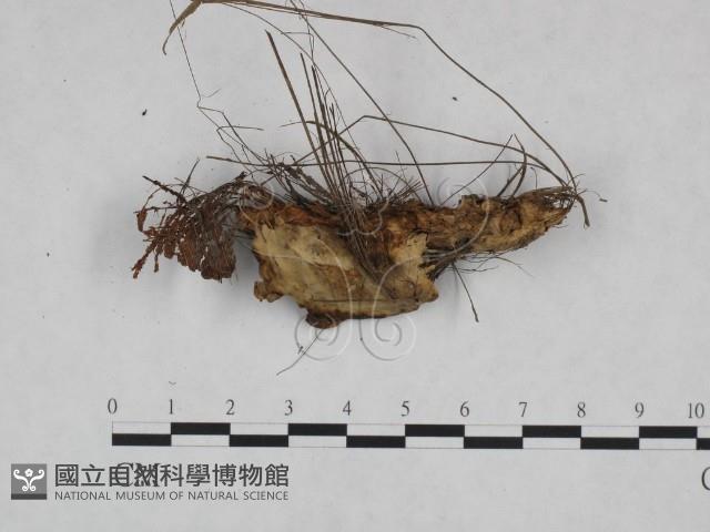 登錄號:F0023993藏品圖，第3張