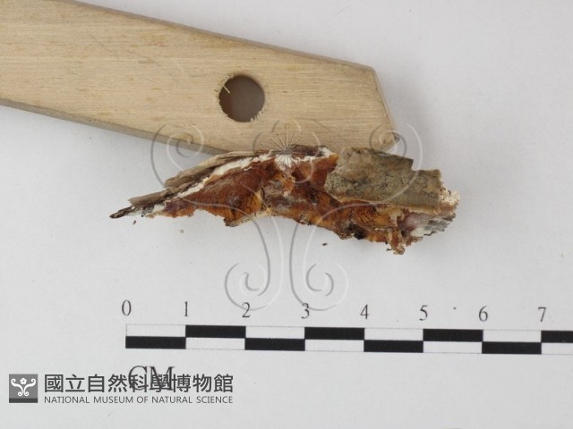 登錄號:F0013993藏品圖，第3張