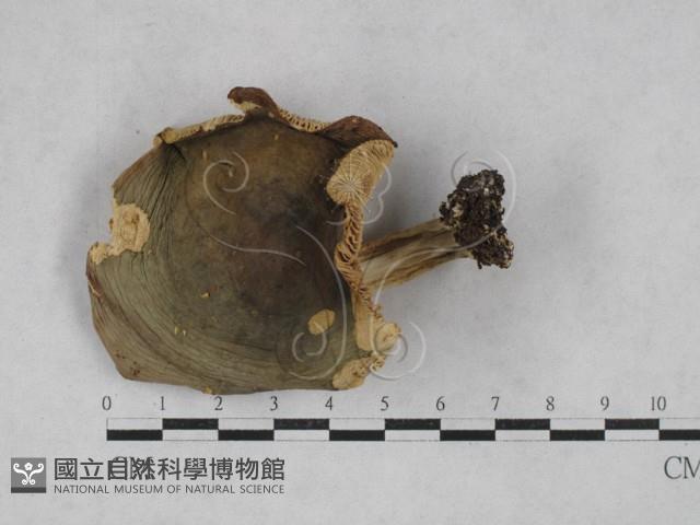 登錄號:F0028693藏品圖，第3張