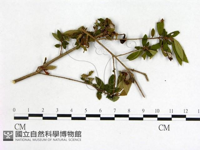 登錄號:F0020693藏品圖，第3張
