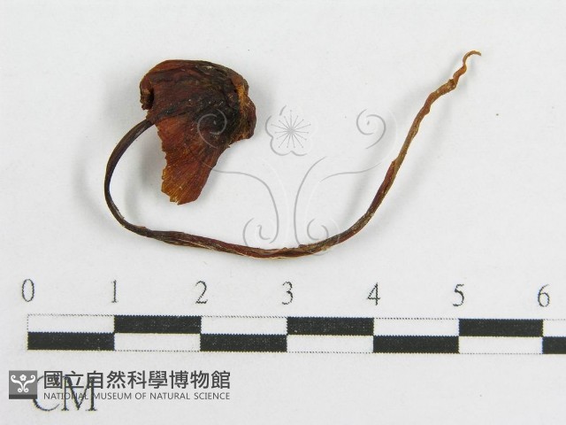 粉褶菌屬藏品圖，第3張