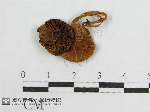 盔孢傘屬藏品圖，第3張