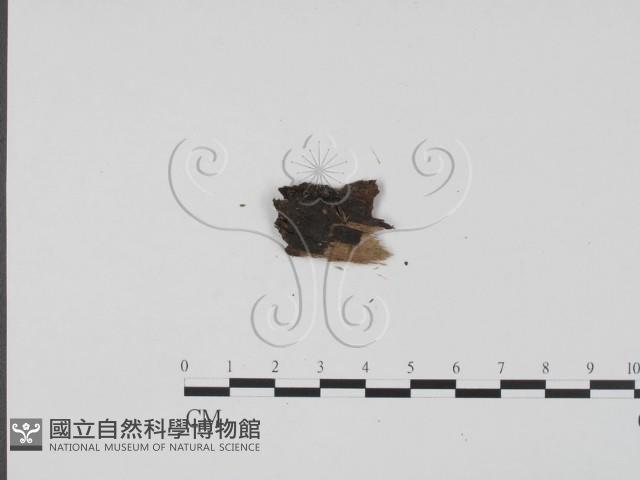登錄號:F0011693藏品圖，第3張