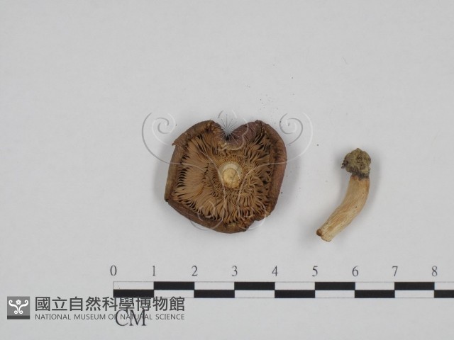 紅菇屬藏品圖，第3張
