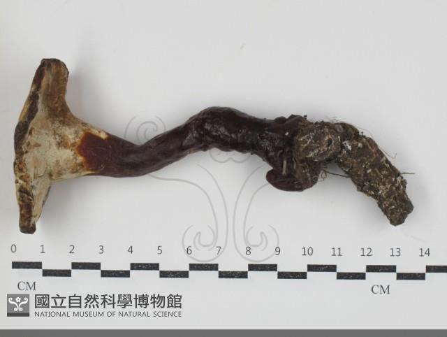 登錄號:F0034693藏品圖，第3張