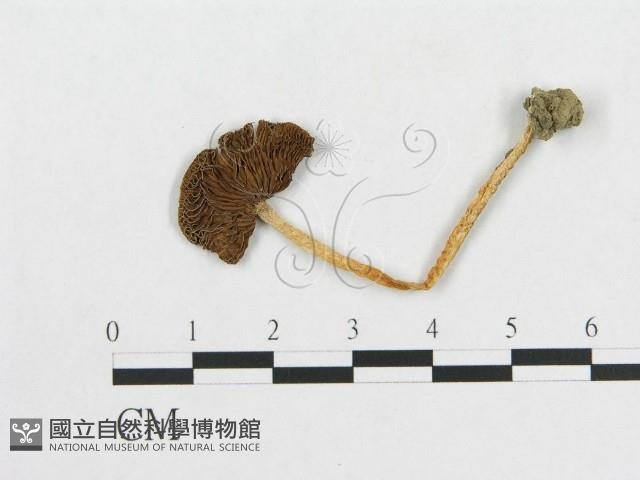 登錄號:F0012693藏品圖，第3張