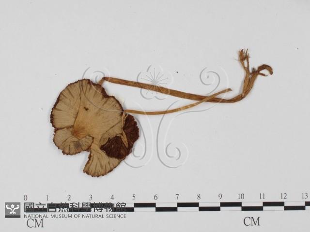 登錄號:F0025693藏品圖，第3張