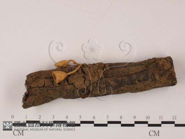 登錄號:F0005693藏品圖，第3張