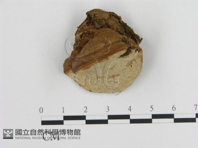 登錄號:F0015693藏品圖，第1張