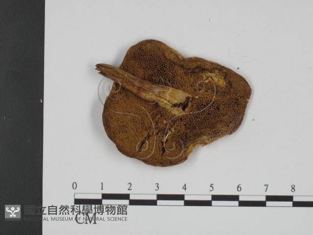 登錄號:F0009693藏品圖，第3張