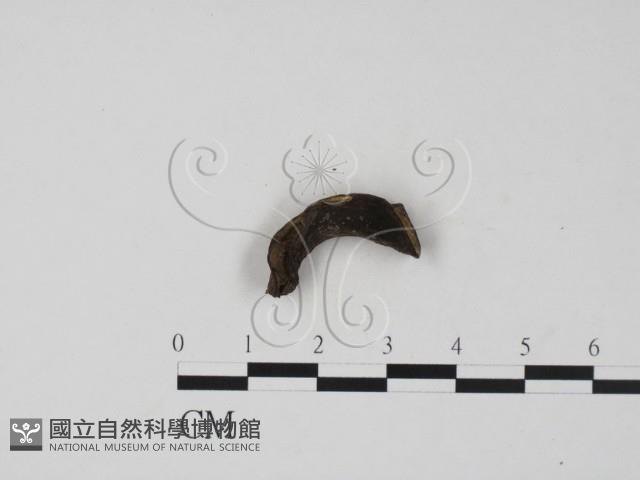 登錄號:F0019693藏品圖，第3張
