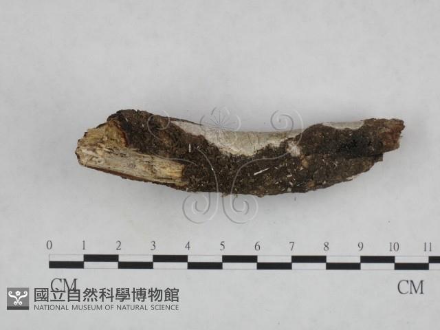 登錄號:F0023693藏品圖，第3張