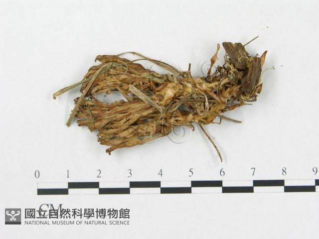登錄號:F0013693藏品圖，第3張