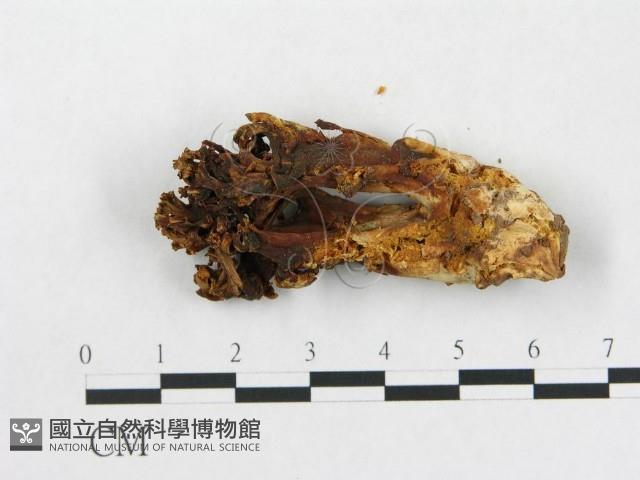 登錄號:F0020493藏品圖，第3張