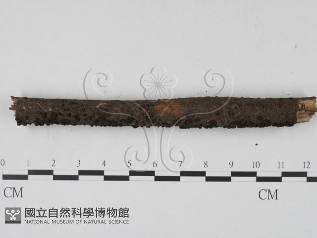 炭角菌屬藏品圖，第3張