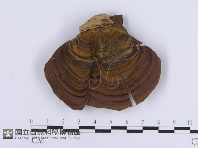 登錄號:F0016493藏品圖，第1張