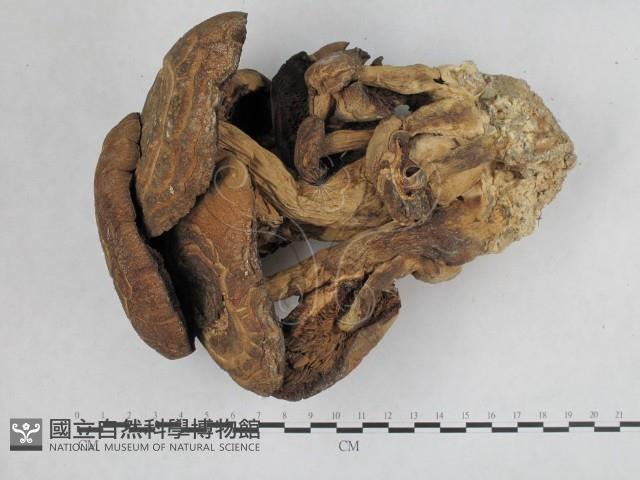 登錄號:F0024493藏品圖，第3張