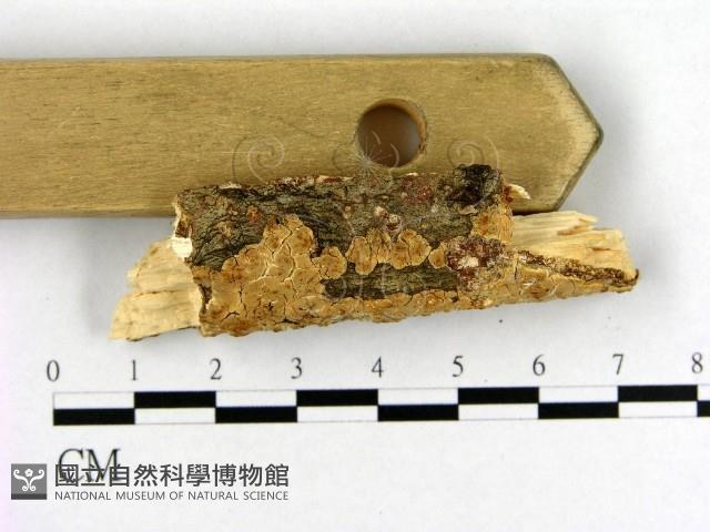 登錄號:F0004493藏品圖，第3張