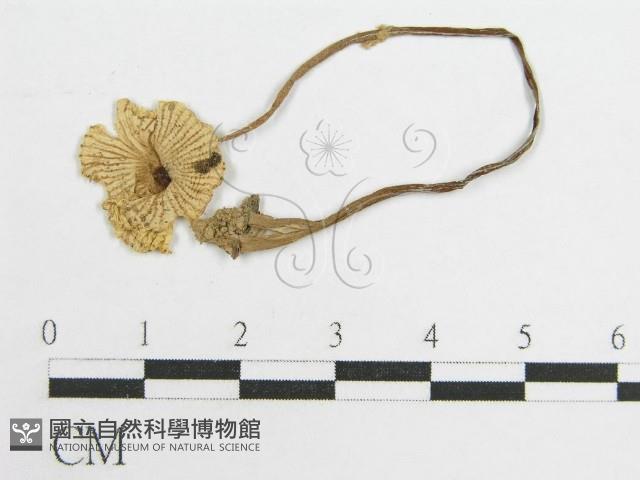 登錄號:F0014493藏品圖，第3張